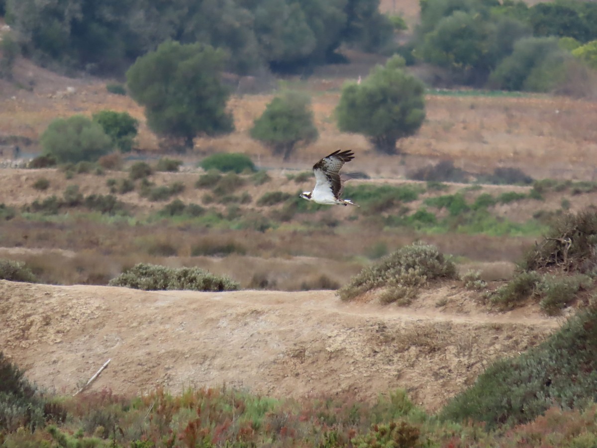 Osprey - ML647066222