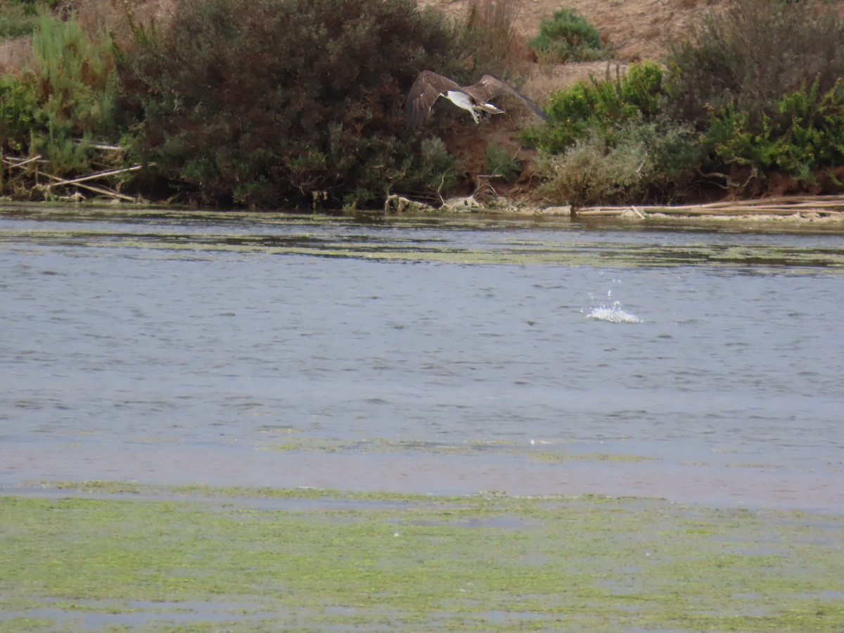 Osprey - ML647066223