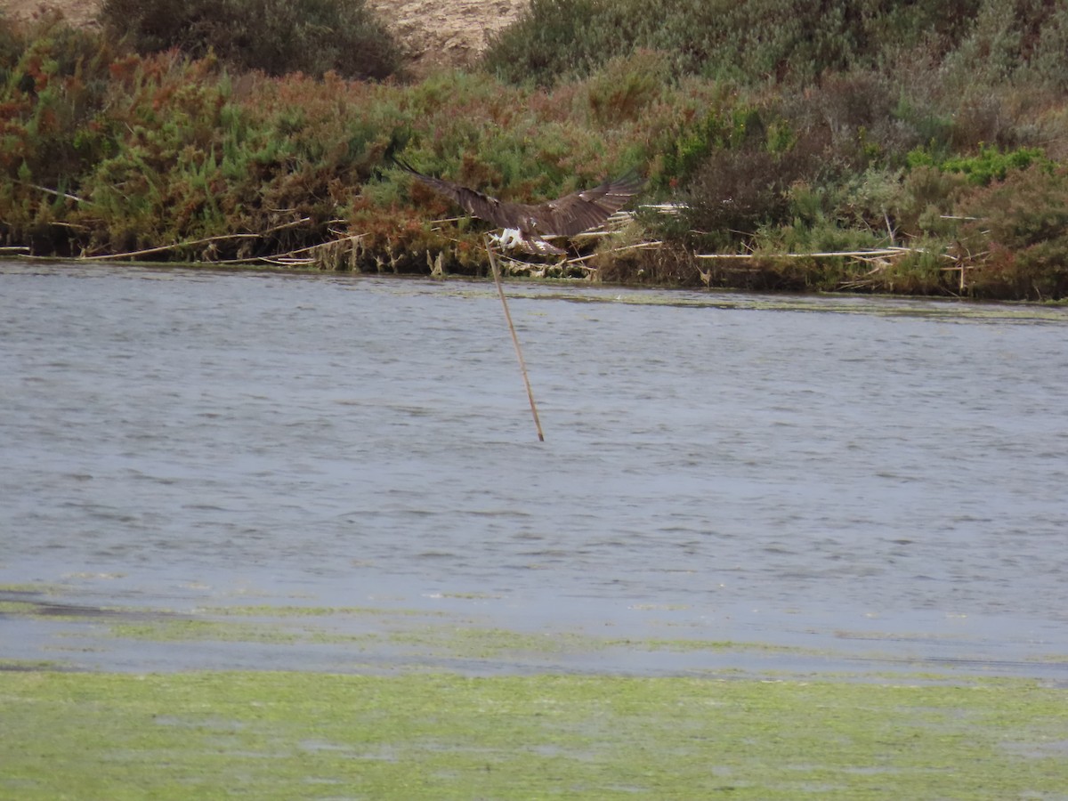 Osprey - ML647066224