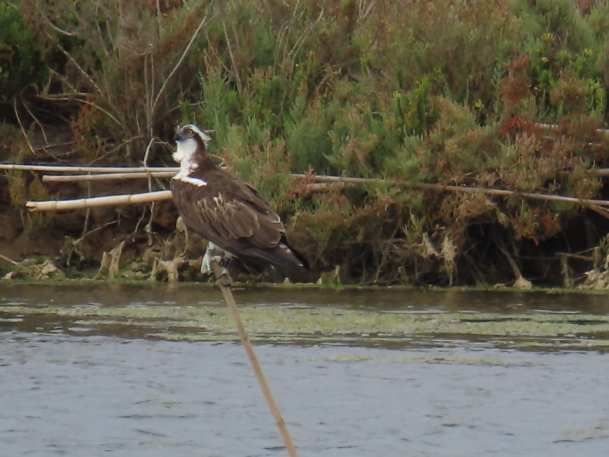 Osprey - ML647066225