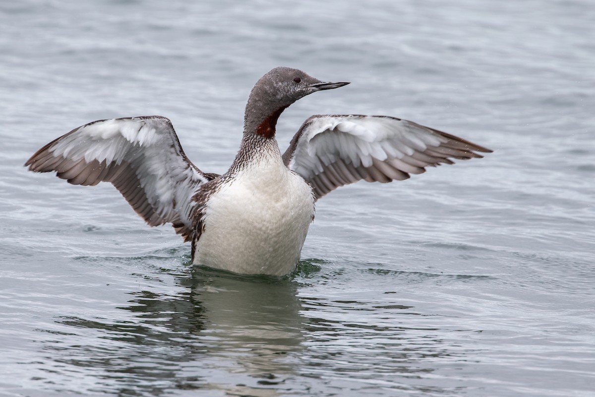 Red-throated Loon - ML647066227