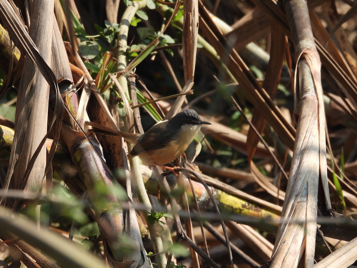 Ashy Prinia - ML647066228