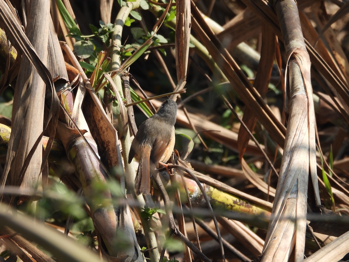 Ashy Prinia - ML647066229