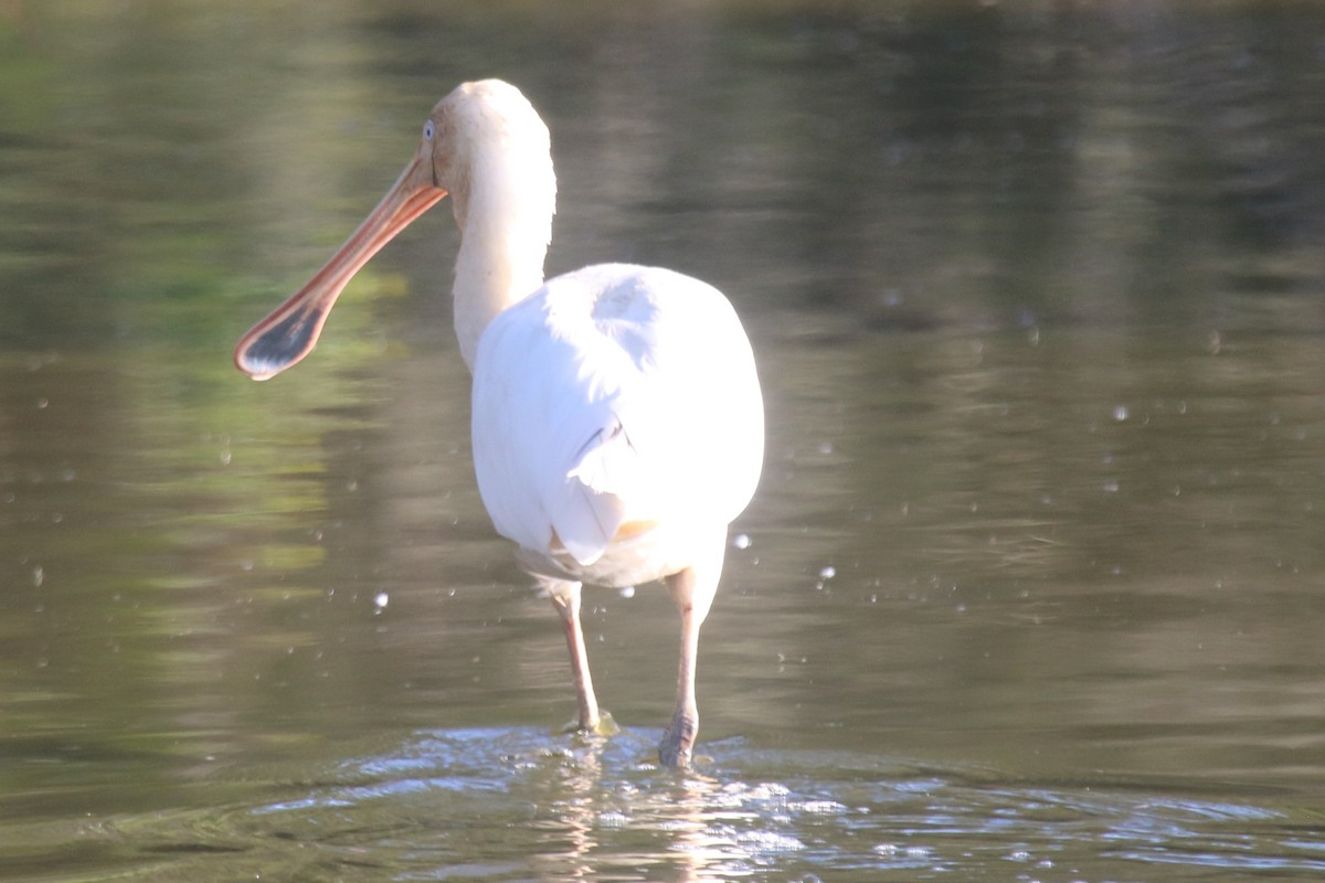 Yellow-billed Spoonbill - ML647066230