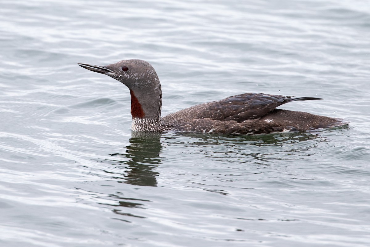Red-throated Loon - ML647066231