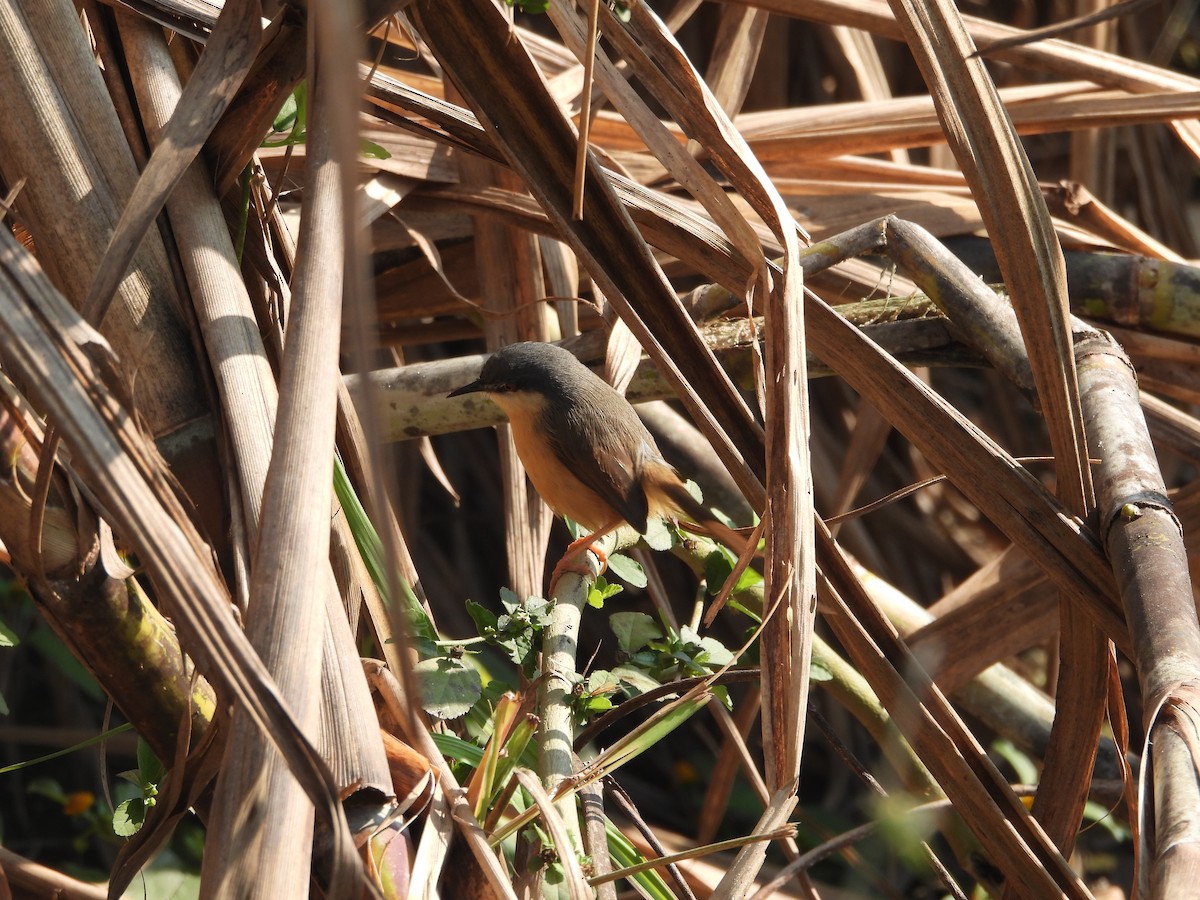 Ashy Prinia - ML647066232