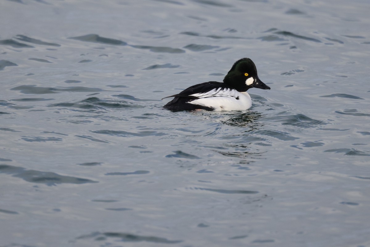 Common Goldeneye - ML647066233