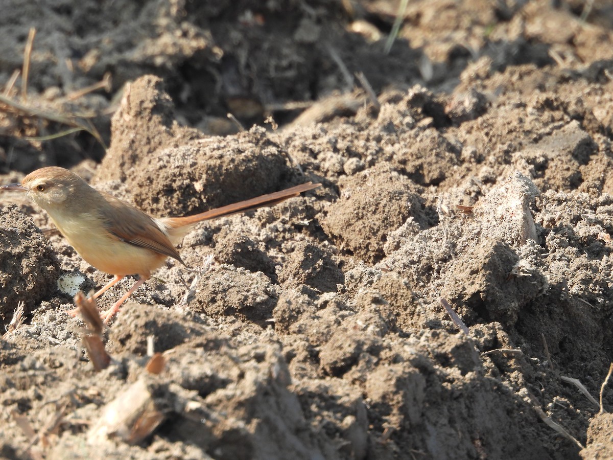 Plain Prinia - ML647066234