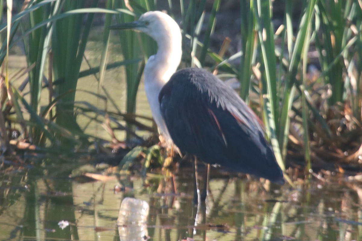 Pacific Heron - ML647066235