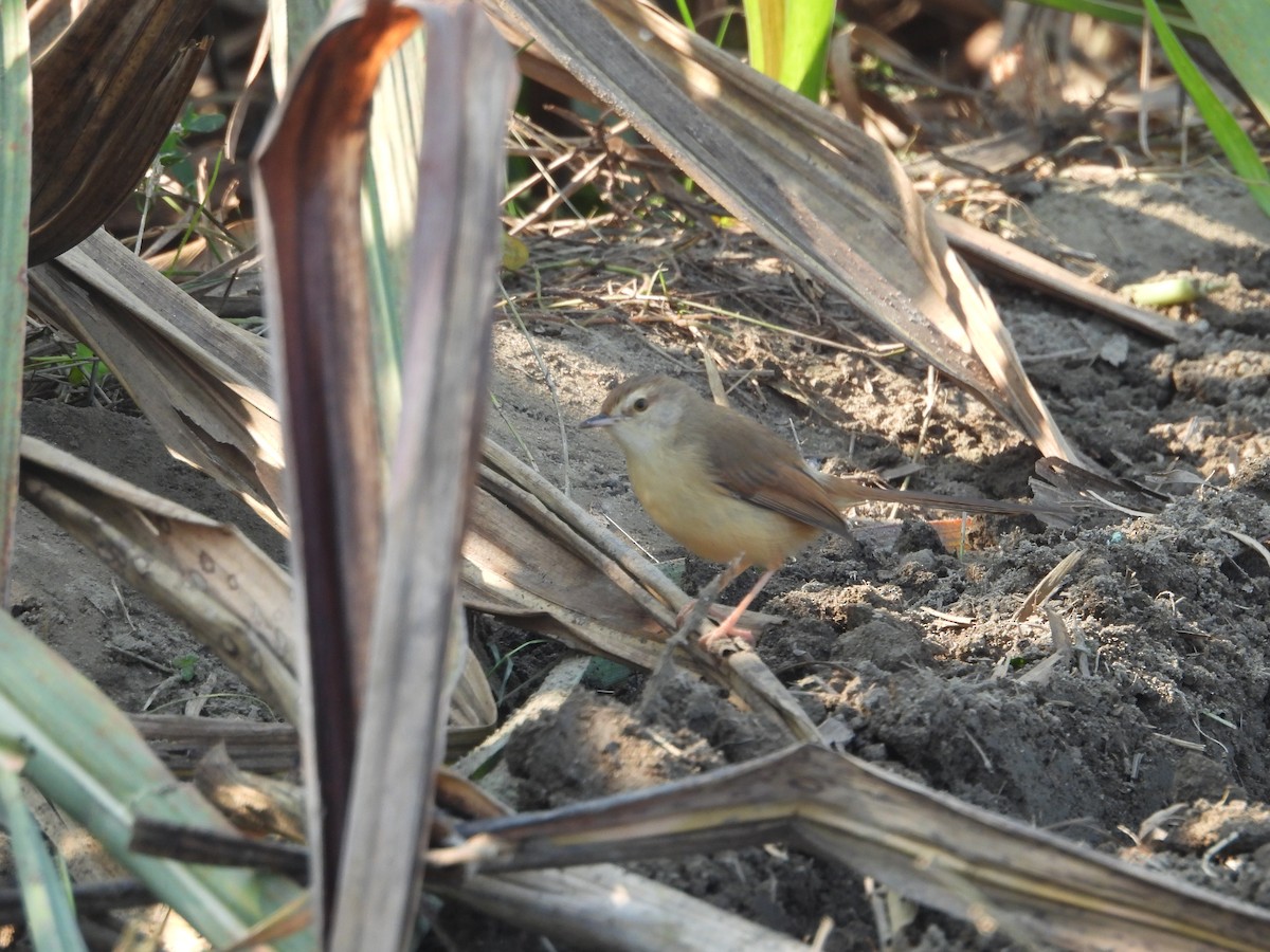 Plain Prinia - ML647066237