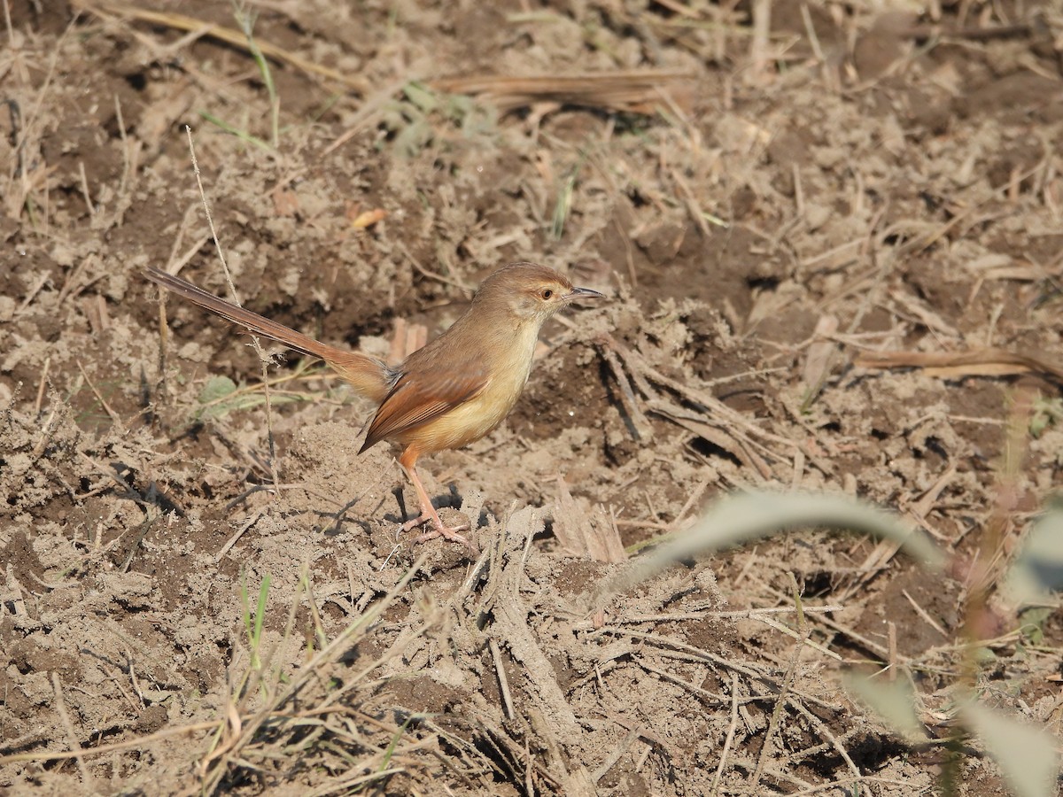 Plain Prinia - ML647066238