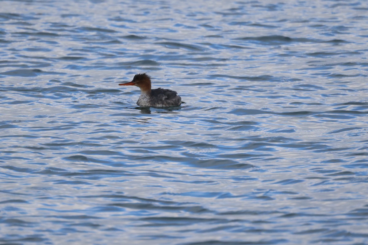 Red-breasted Merganser - ML647066239