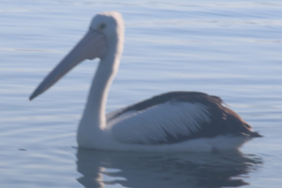 Australian Pelican - ML647066240
