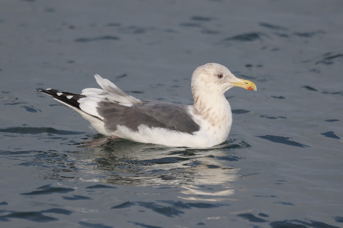 Slaty-backed Gull - ML647066241