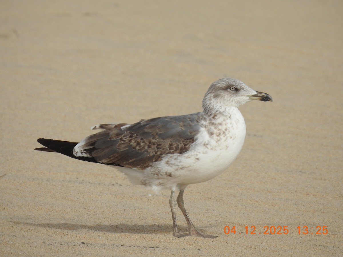 Lesser Black-backed Gull - ML647066242
