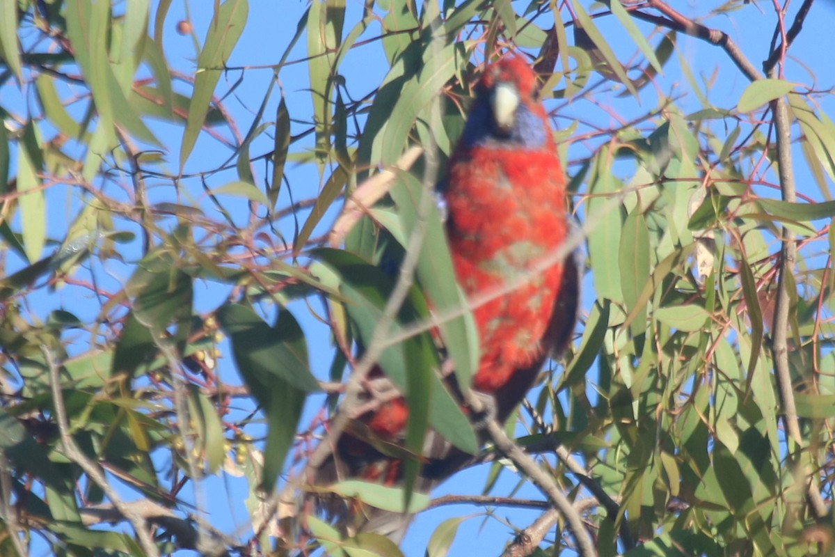 Crimson Rosella - ML647066243