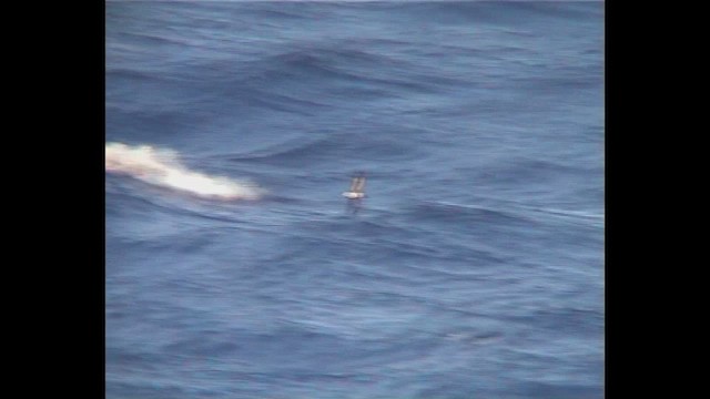 buřňák tahitský - ML647066246