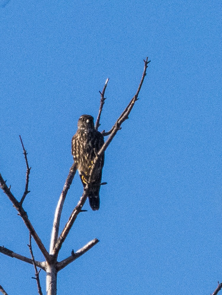 Merlin - ML647066247