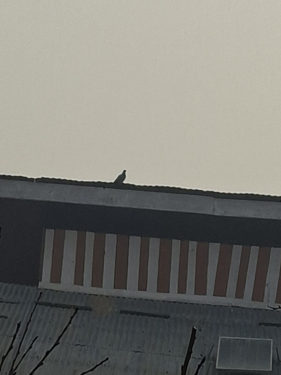 holub skalní (domácí) - ML647066257