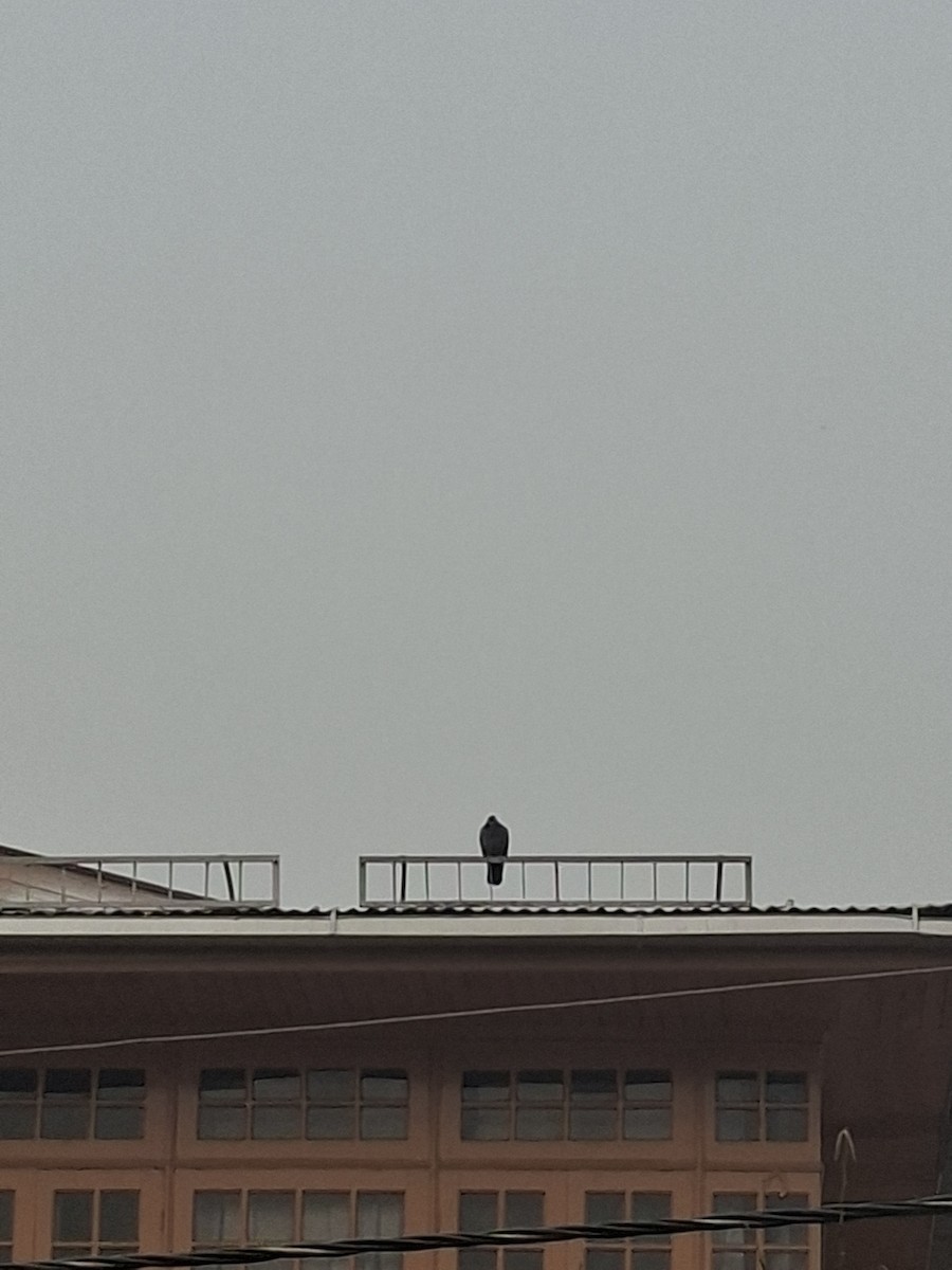 holub skalní (domácí) - ML647066258