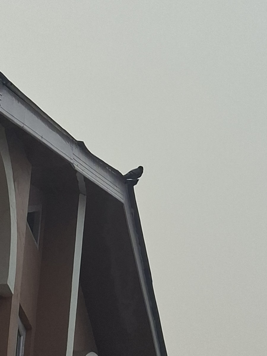 holub skalní (domácí) - ML647066260