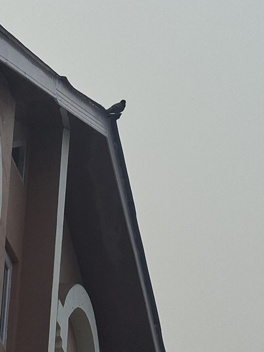 holub skalní (domácí) - ML647066261