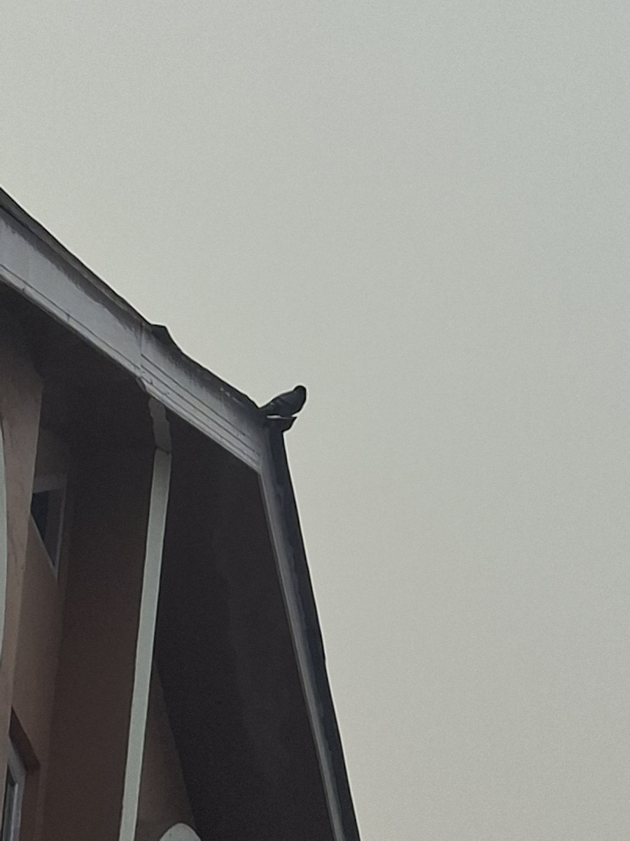 holub skalní (domácí) - ML647066263