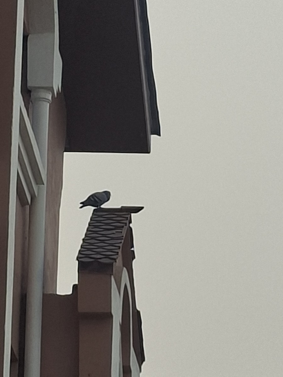 holub skalní (domácí) - ML647066264