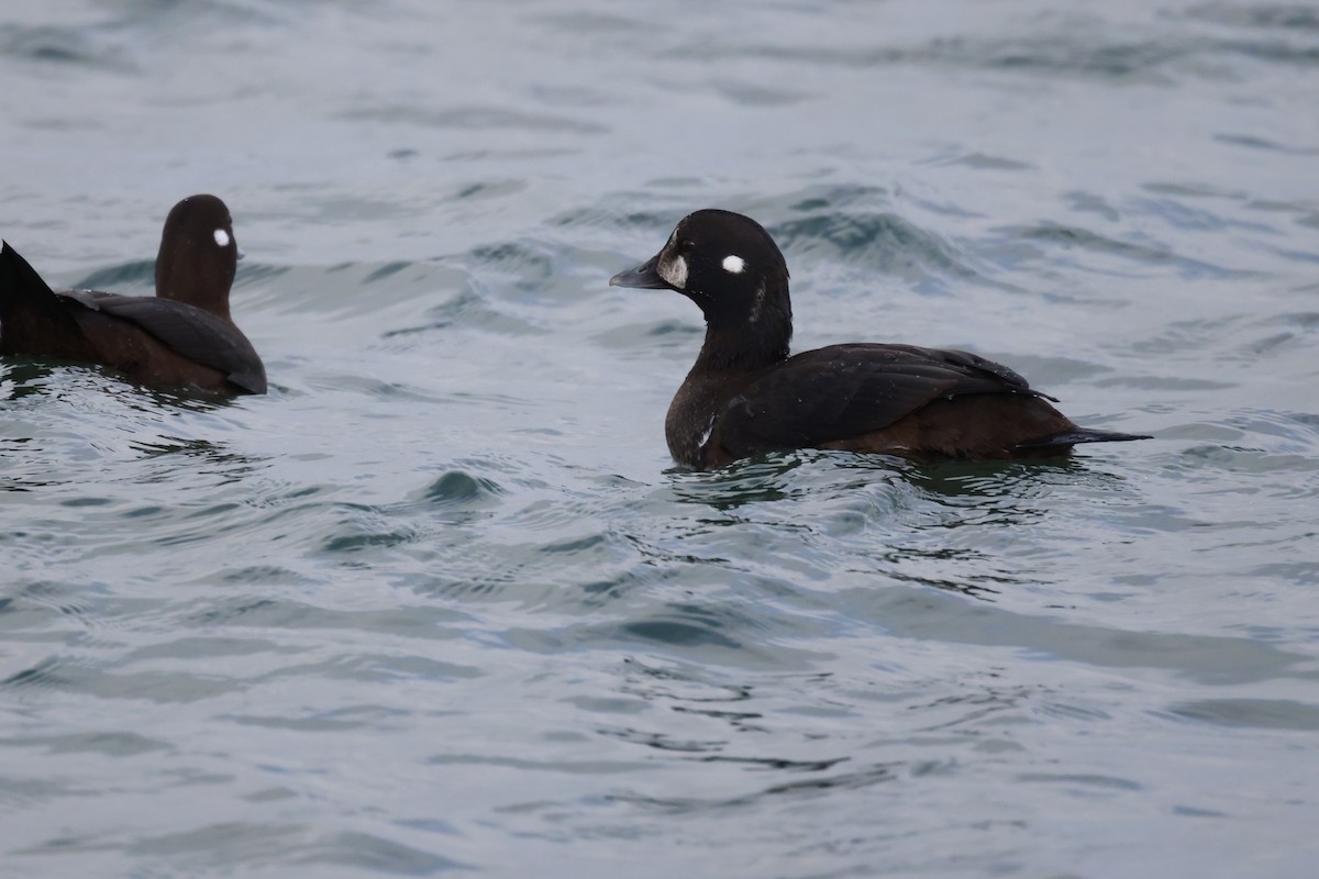 Harlequin Duck - ML647066266