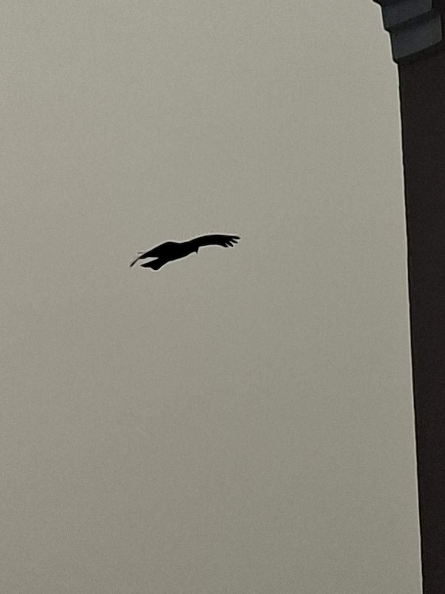 luňák hnědý - ML647066274