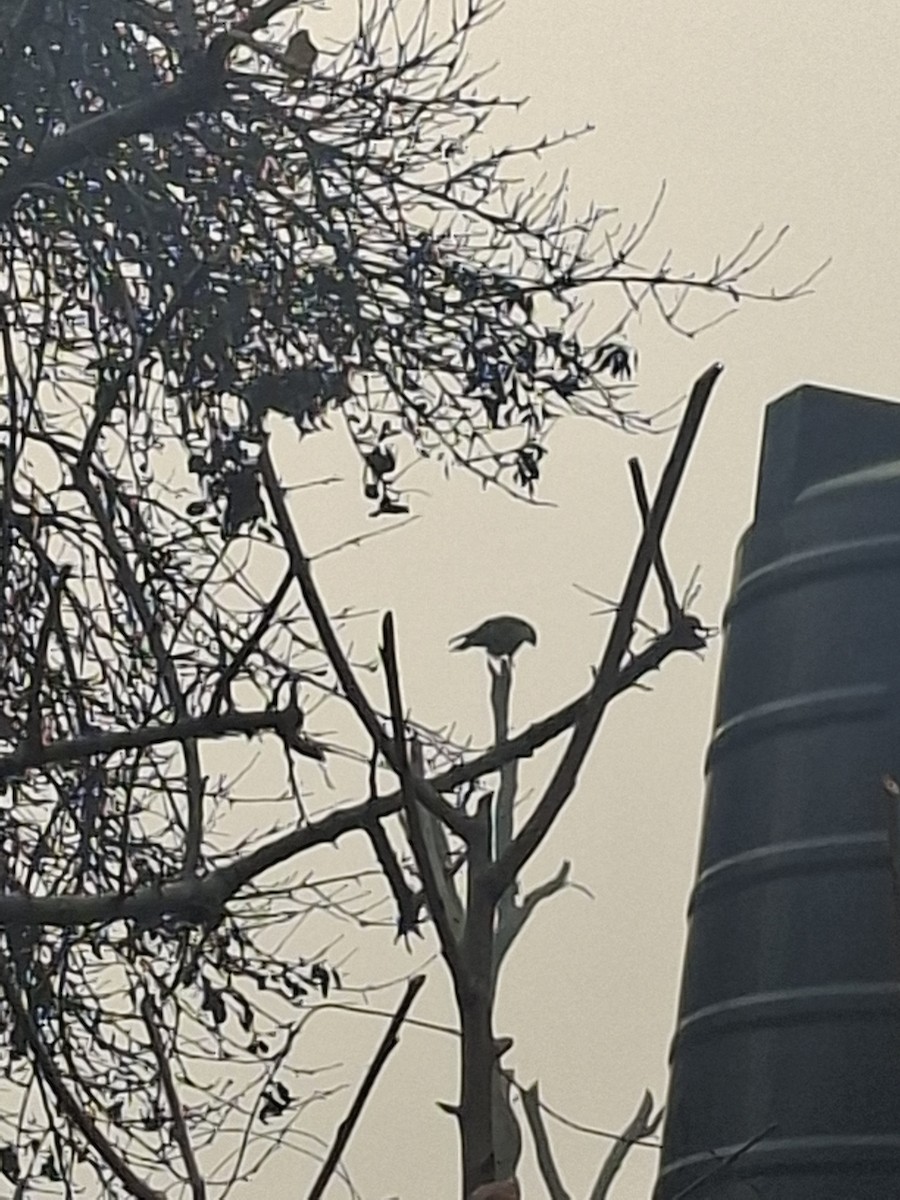 luňák hnědý - ML647066275