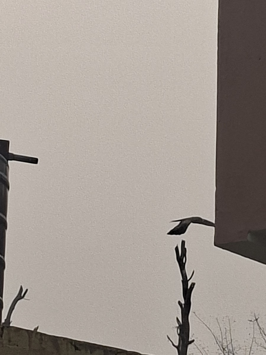 luňák hnědý - ML647066276