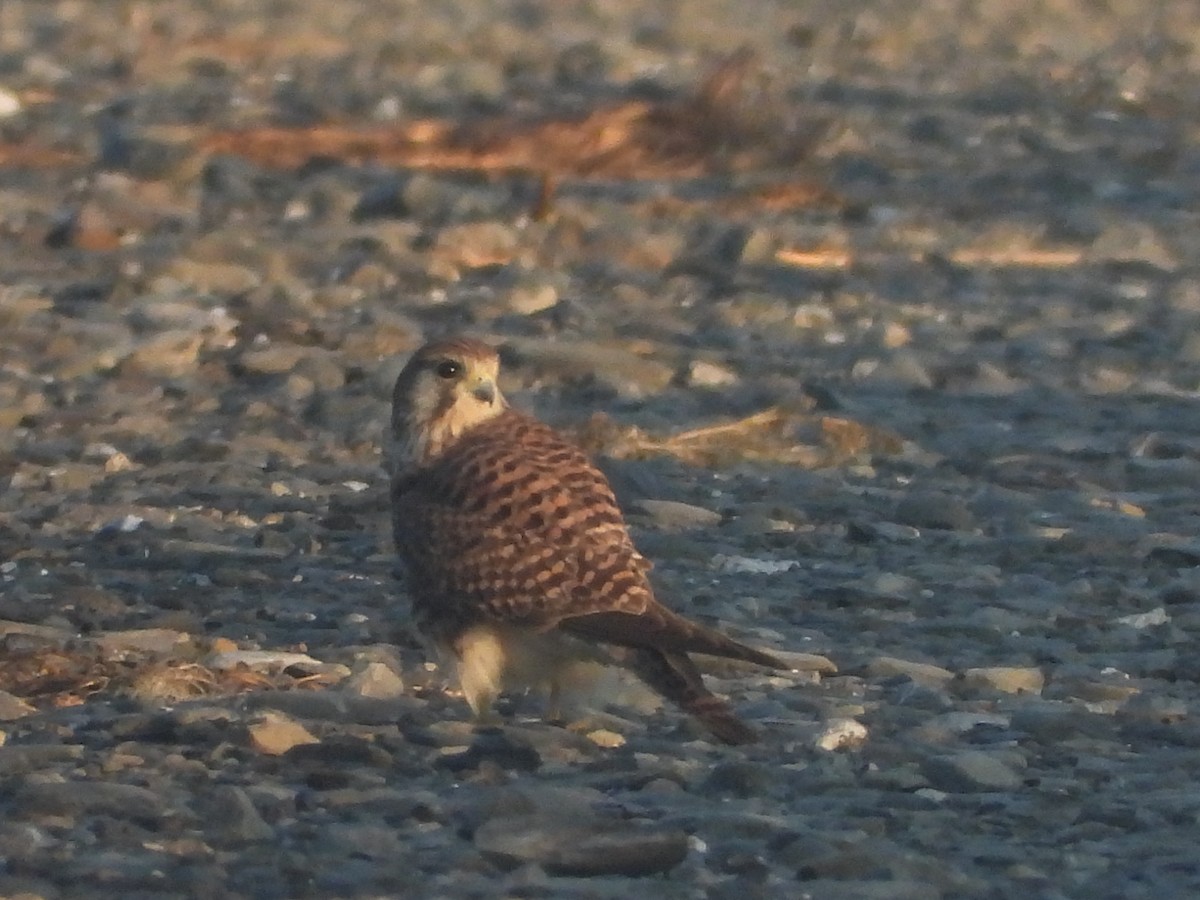 בז מצוי - ML647066277