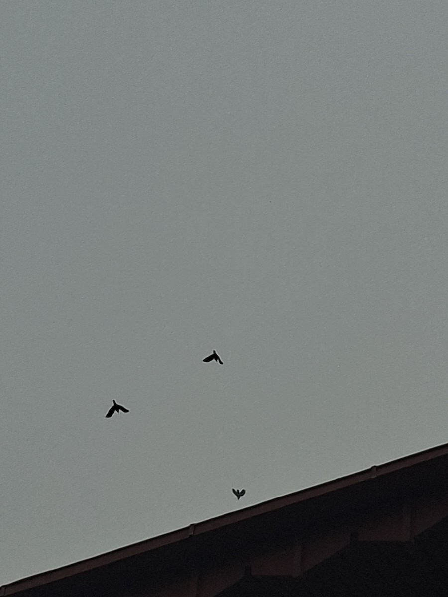 vrána domácí - ML647066298