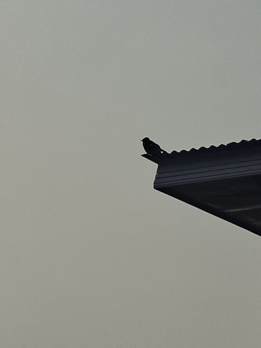 majna obecná - ML647066300