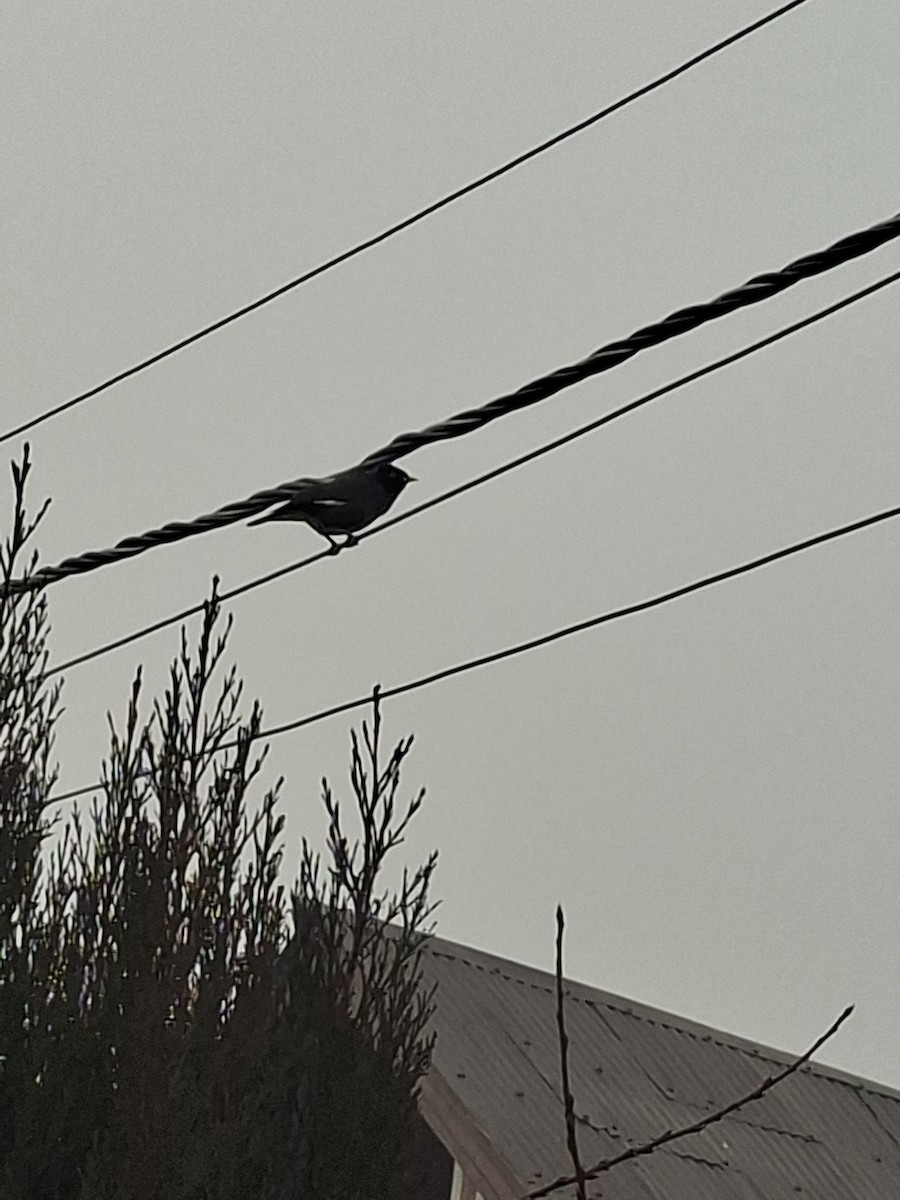 majna obecná - ML647066301