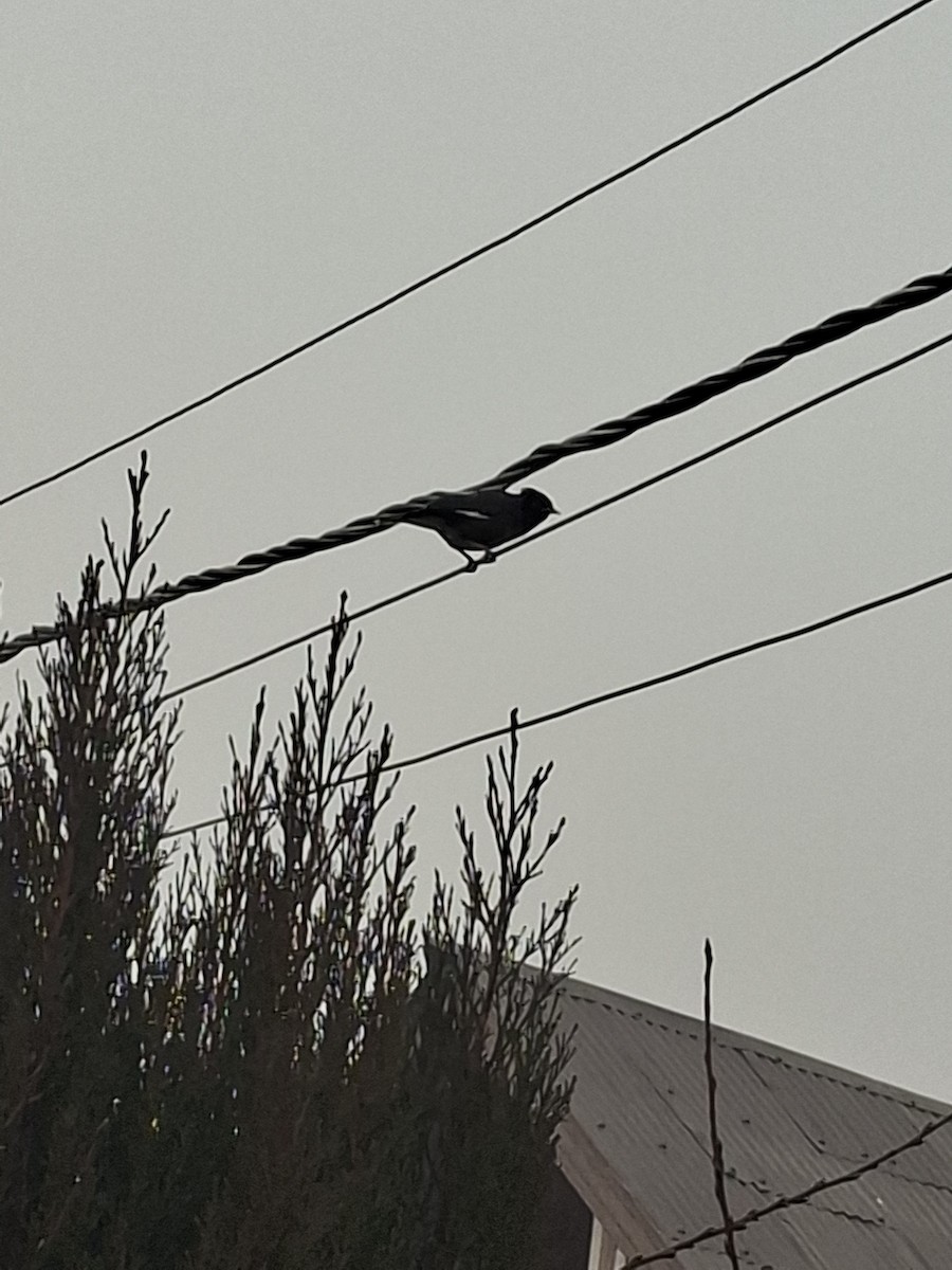 majna obecná - ML647066302