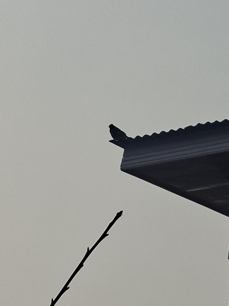 majna obecná - ML647066303