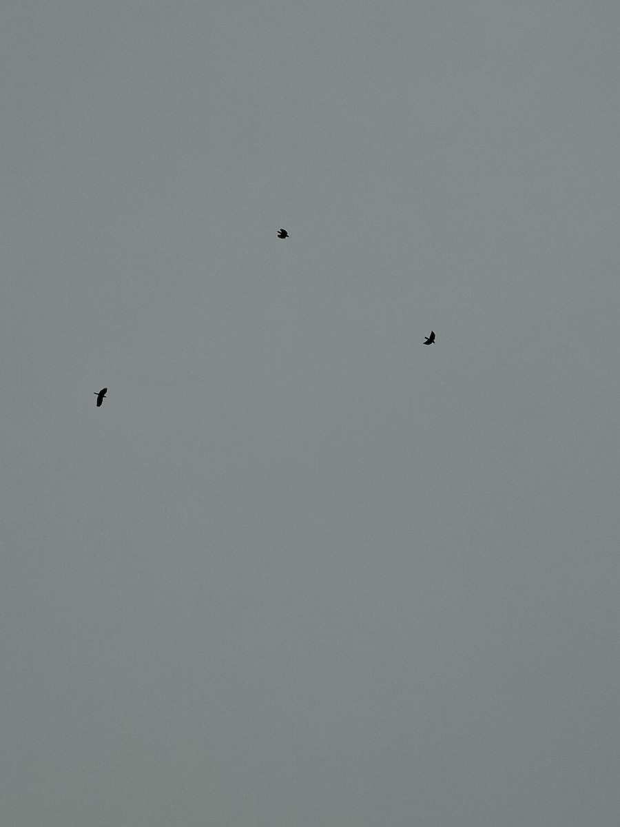 luňák hnědý - ML647066318