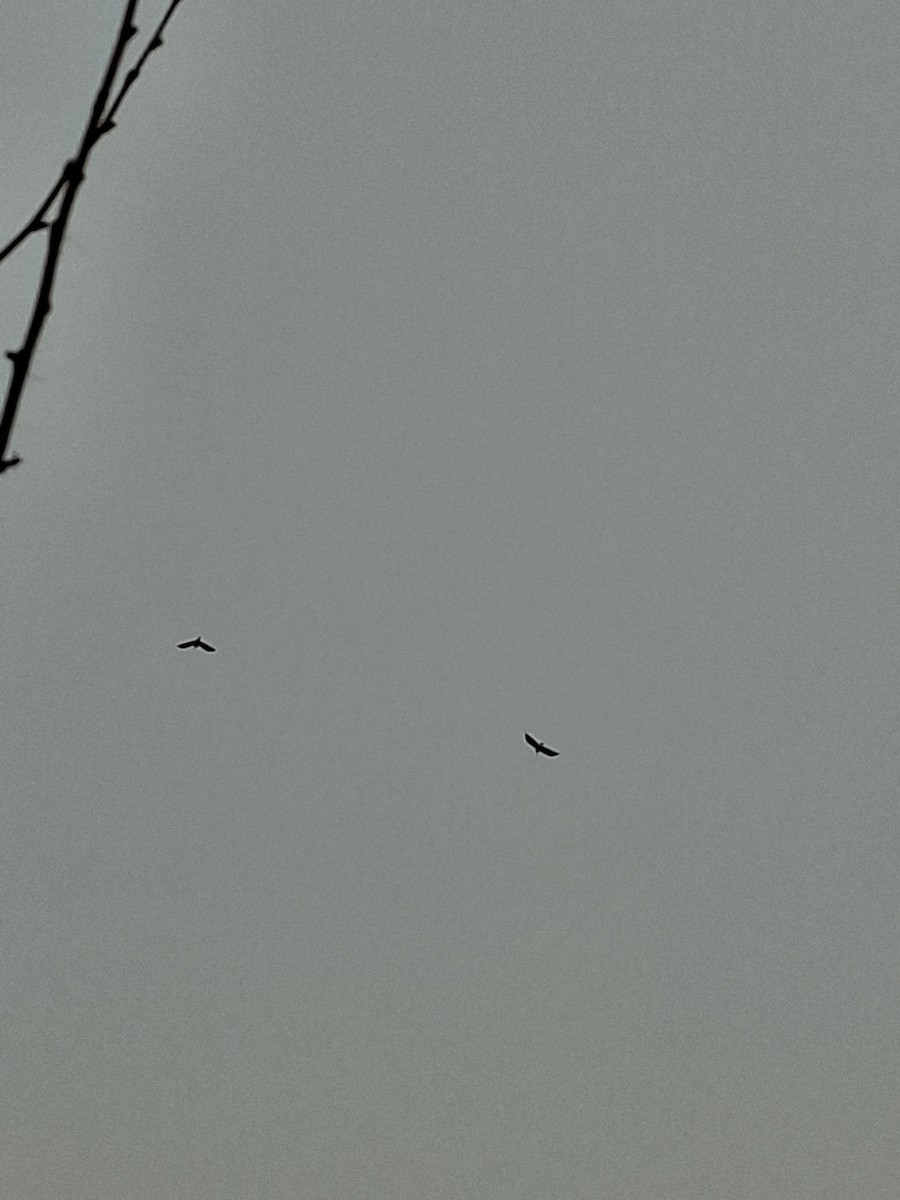 luňák hnědý - ML647066319