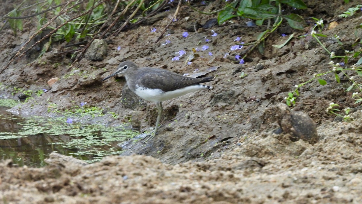 Green Sandpiper - ML647066321