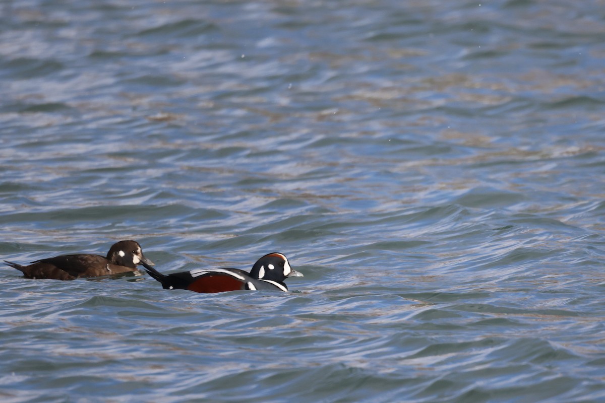 Harlequin Duck - ML647066322