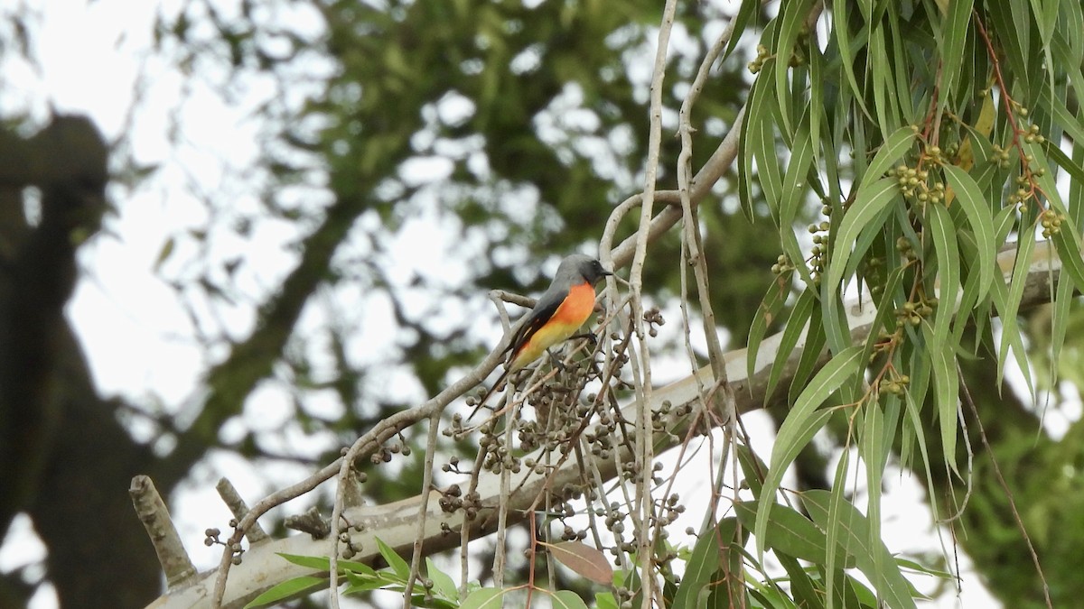 Small Minivet - ML647066324