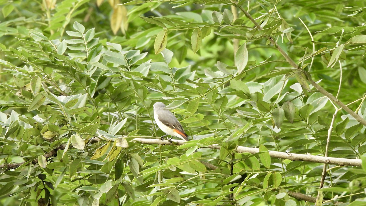 Small Minivet - ML647066325