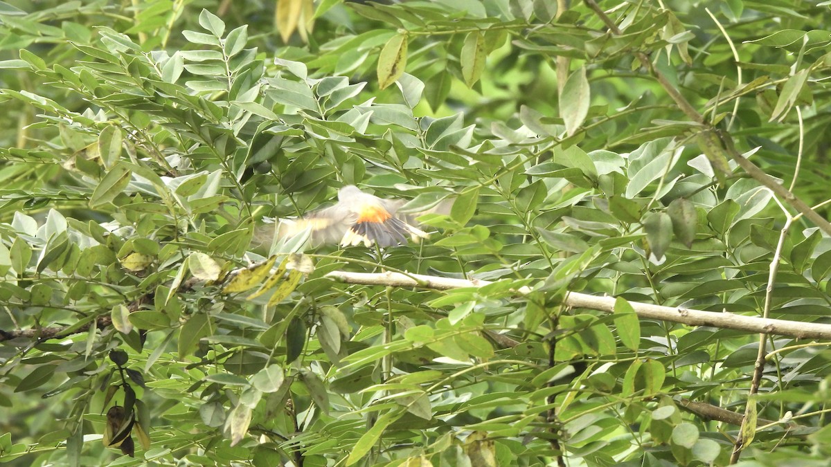 Small Minivet - ML647066326