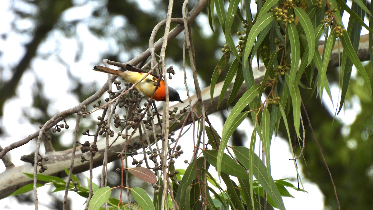 Small Minivet - ML647066327