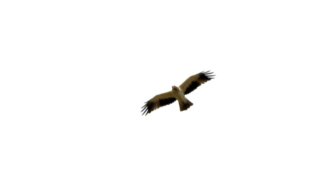 Booted Eagle - ML647066331