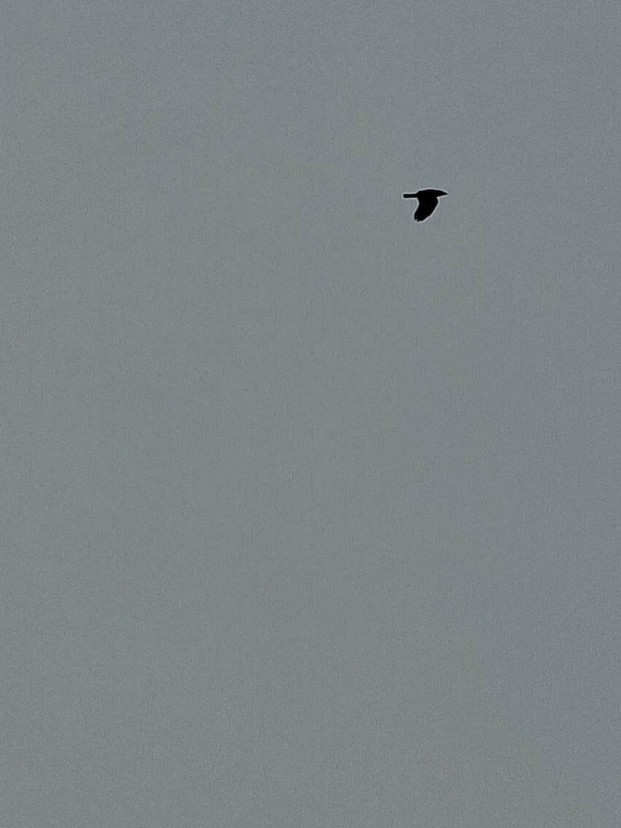 vrána domácí - ML647066333