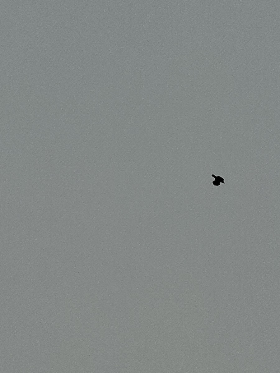 vrána domácí - ML647066338