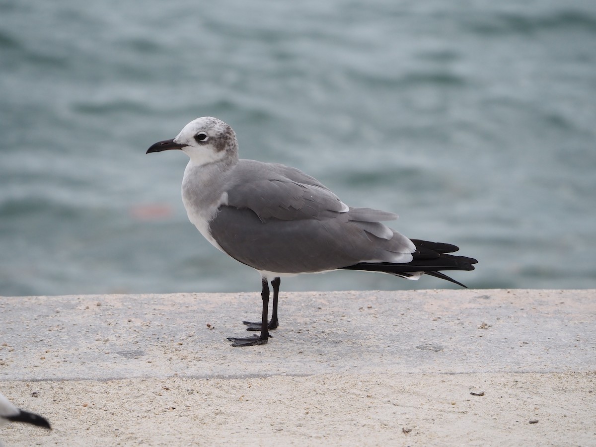 ワライカモメ - ML647066340